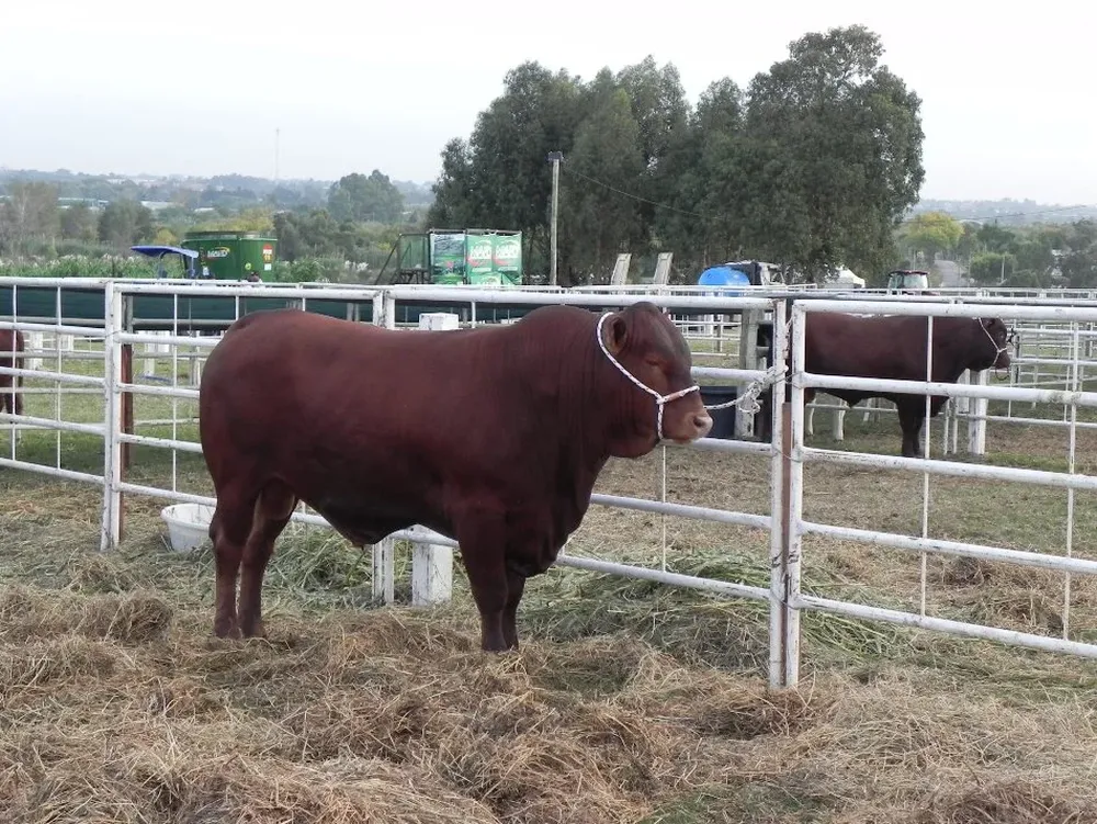 Senepol en la zona de bretes de la muestra dinámica