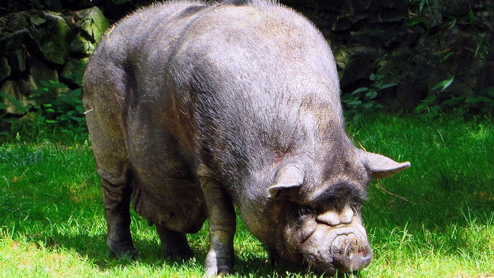 El cerdolí, la nueva raza producto de la cruza de cerdos y jabalíes que se expande en Japón.