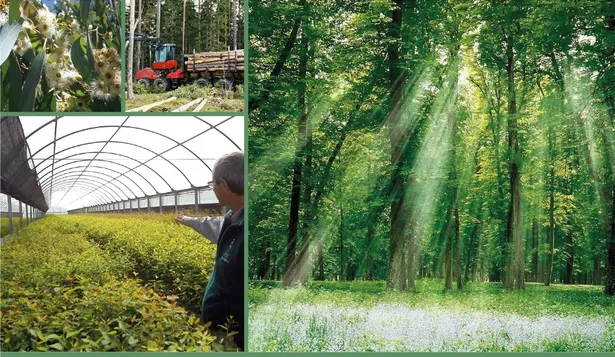 Día mundial forestal: un pilar para el desarrollo sustentable