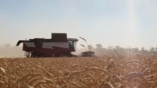 Producción de trigo en Ucrania.