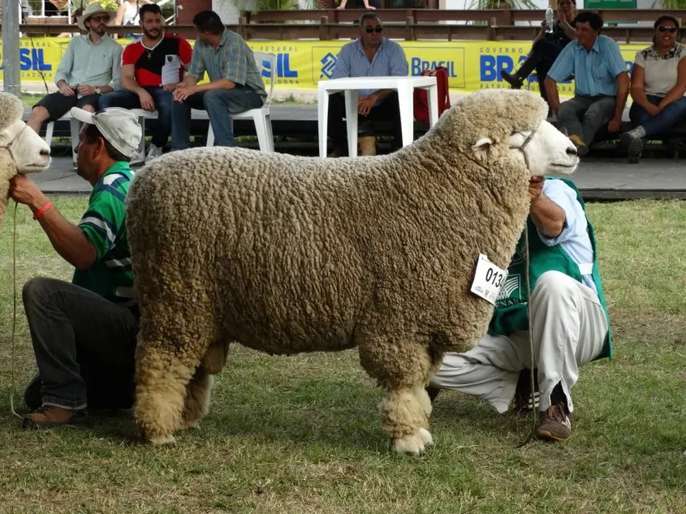 El Tercer Mejor Macho Corriedale Adulto