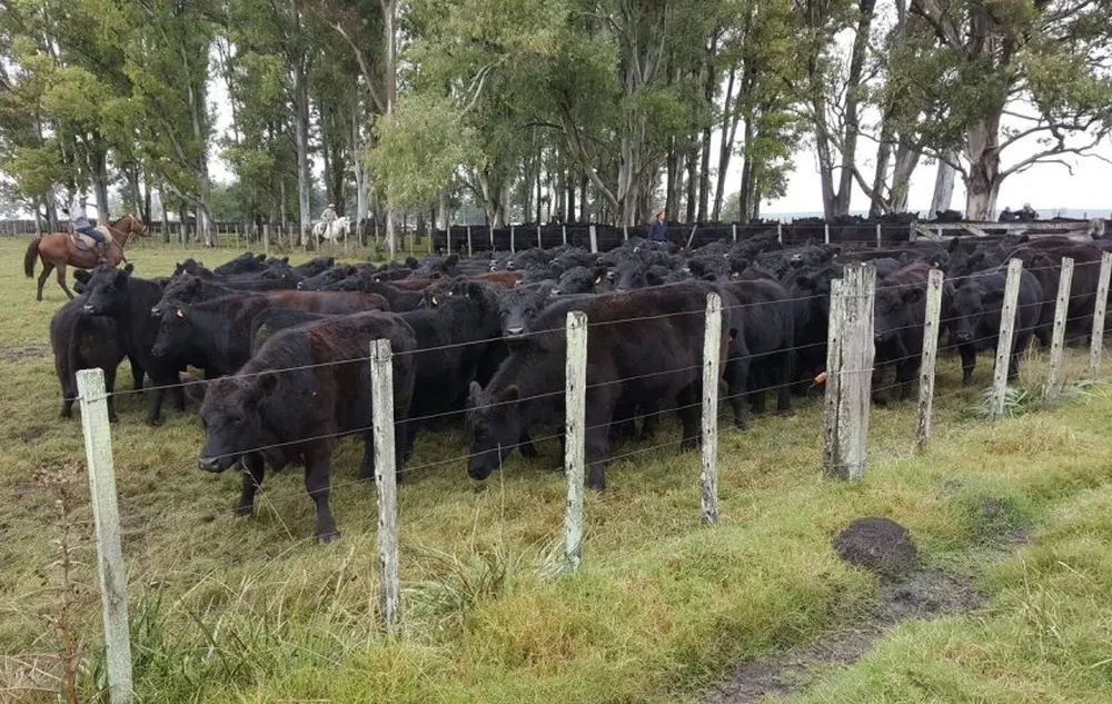 A partir de agosto no se recibirán más declaraciones de Dicose en formato papel