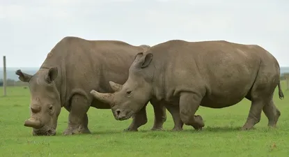 El Observador | _104531812_hi045653455.webp