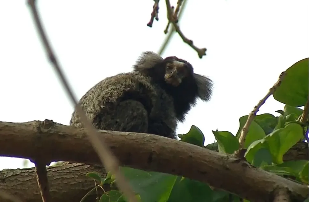Mono tití se encuentra en un estacionamiento de Villa Española