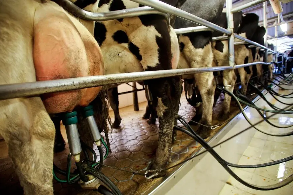 La remisión de leche a Conaprole en octubre fue la más alta de la historia de la cooperativa