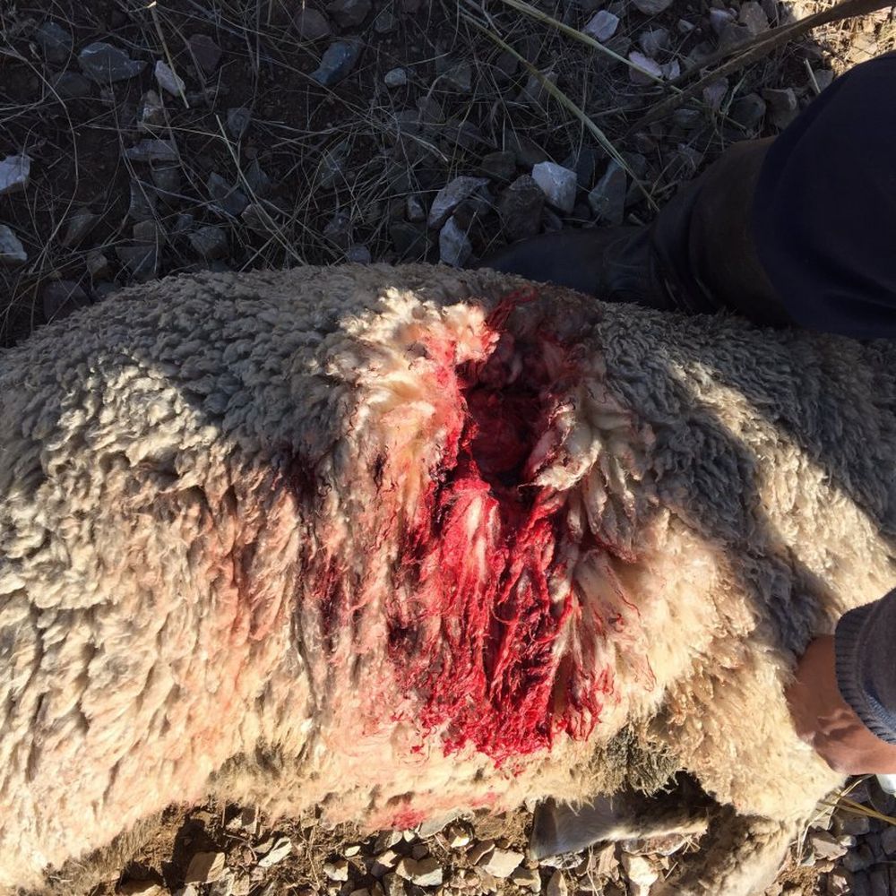Un cordero víctima del ataque de un jabalí