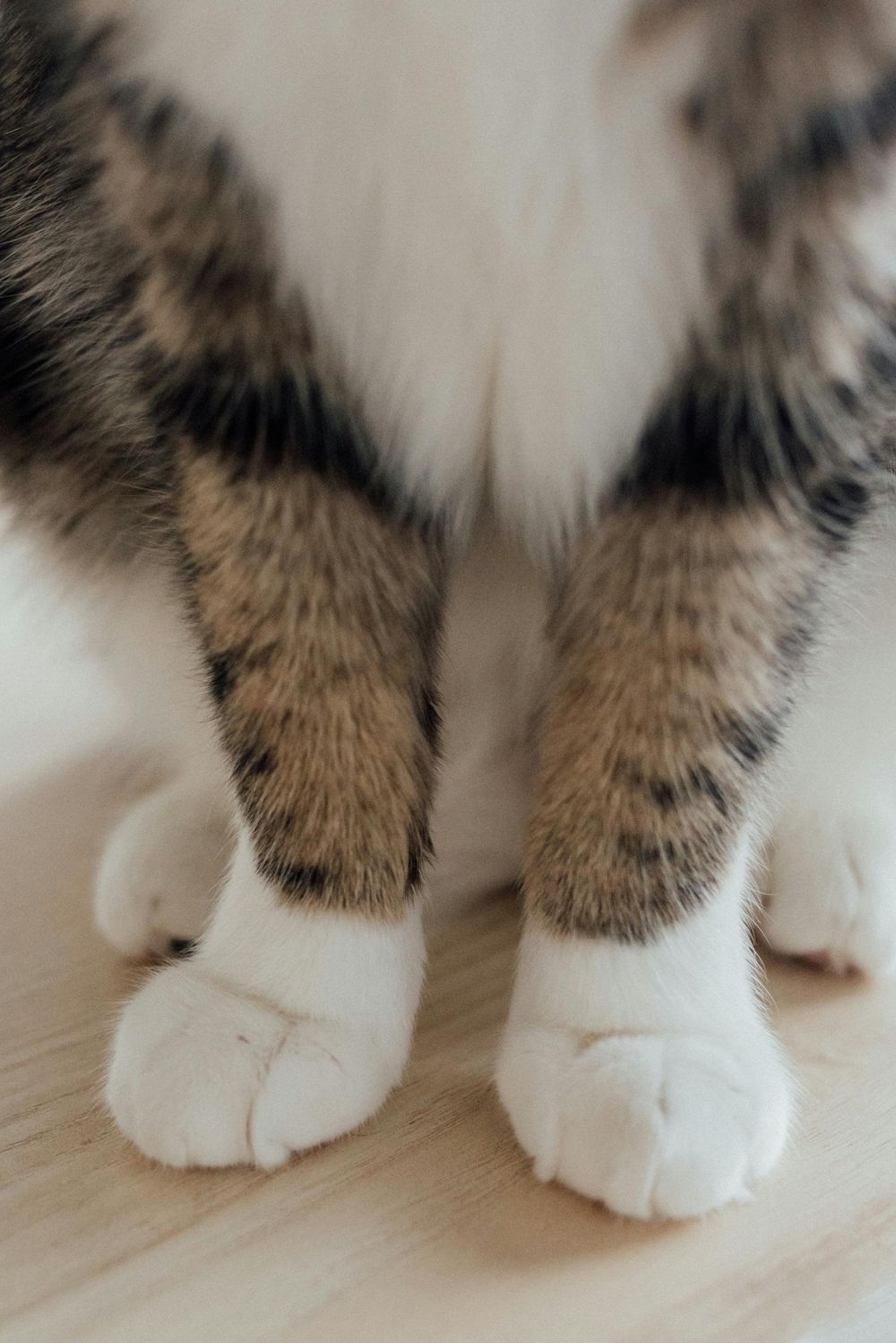 Durante el corte de uñas, es importante mantener una actitud calmada para tranquilizar a la mascota.