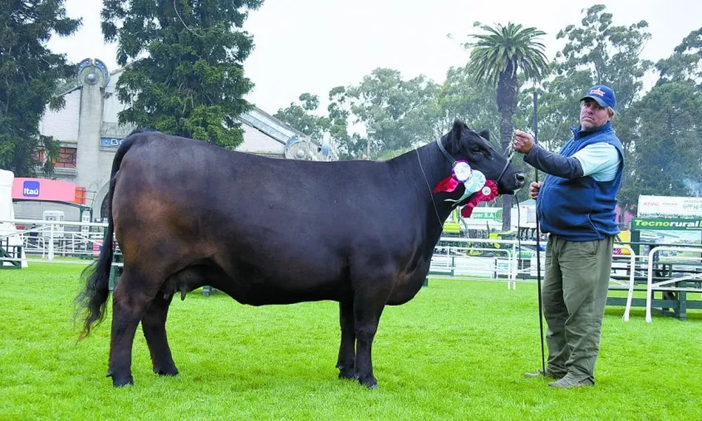 La Gran Campeona en el Angus fue expuesta por la sociedad de Albanell y Musselli