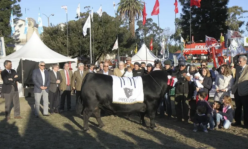 El Gran Campeón Angus, de cabaña Los Macachines, de la familia Albanell