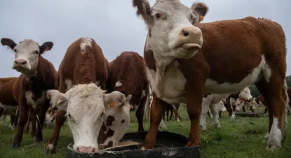 La carne vacuna representó más de la quinta parte de las exportaciones uruguayas en 2021