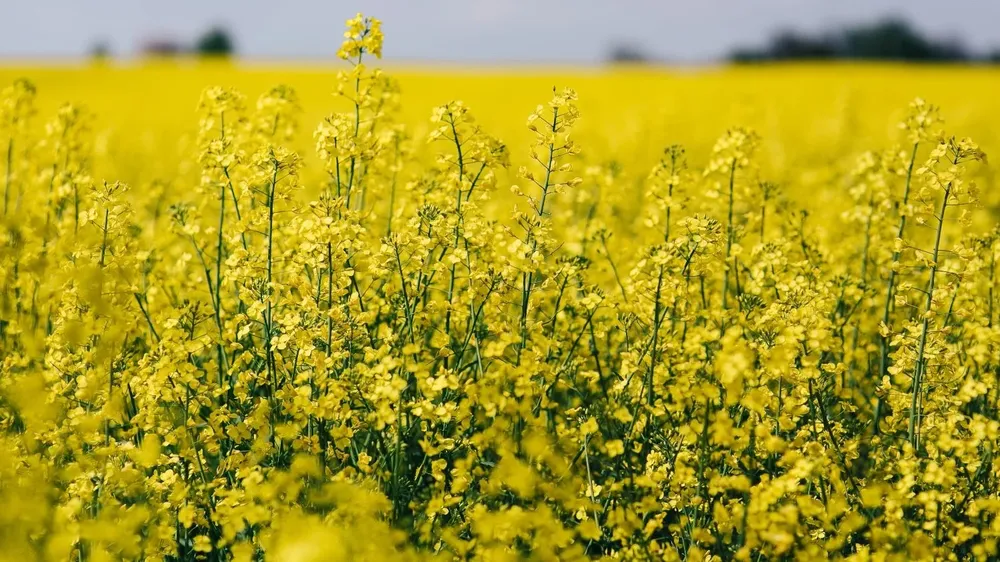 Granos en Uruguay: chacra con colza en flor, próximo a Trinidad, un paisaje cada vez más presente en la primavera.