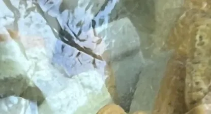 Las pastillas de éxtasis incautadas