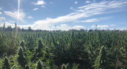 ¿Qué puertas abre para la industria local una resolución de la ONU sobre el cannabis?