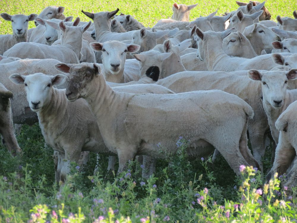 La Tribuna del Agro / Primero más corderos; después más kilos de carne. La combinación de razas maternas y terminales sustenta los sistemas ovinos modernos