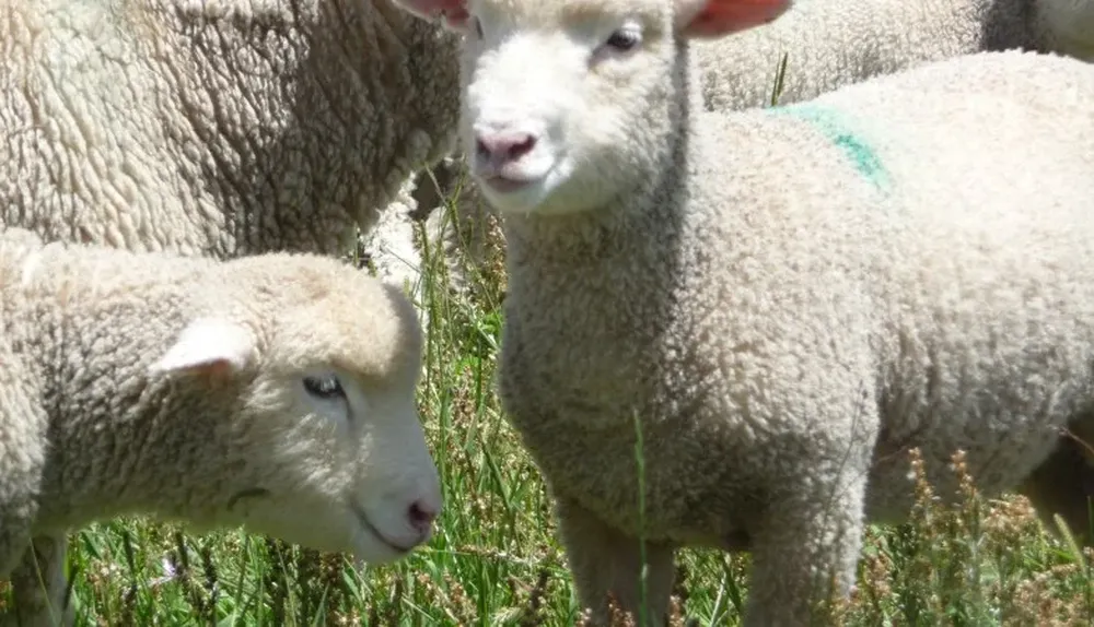 Se lanzó el Operativo Ovinos 2022.