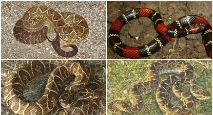 guardavidas alertan por presencia de serpientes venenosas en la costa de san jose
