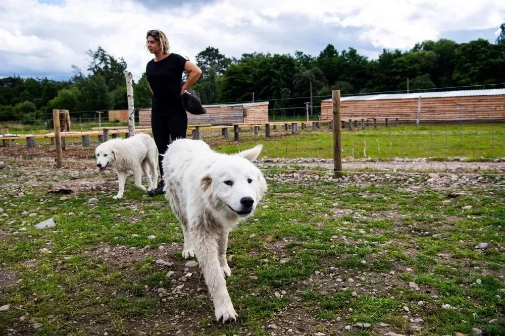 Luigi y Peaches, perros Maremma entrenados para cuidar a los ovinos de las aves rapaces.