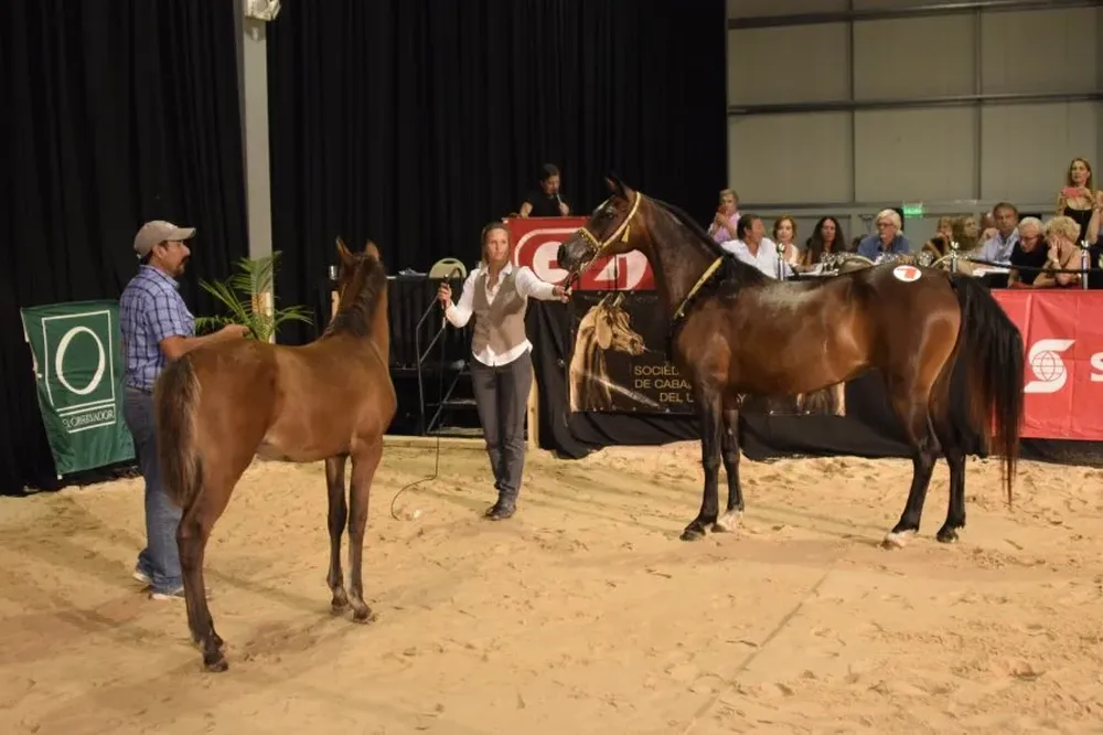 Remató Zambrano y Cía con financiación del Scotiabank