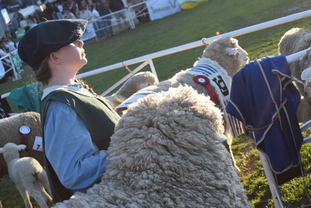 Corriedale, una raza con un 90 años y un futuro asegurado.