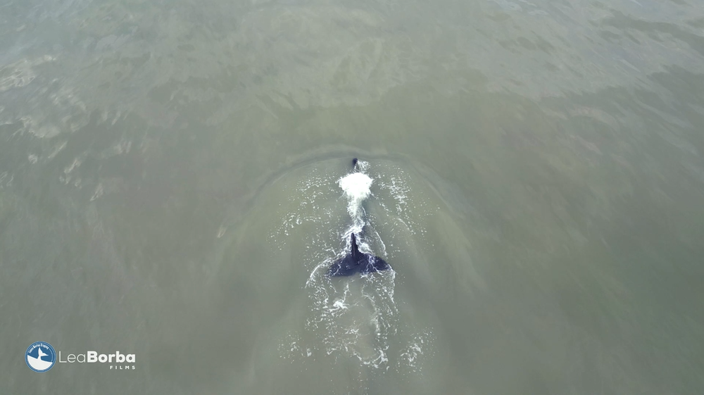 Captura de pantalla del video que grabó Leandro Borba en la playa de La Paloma
