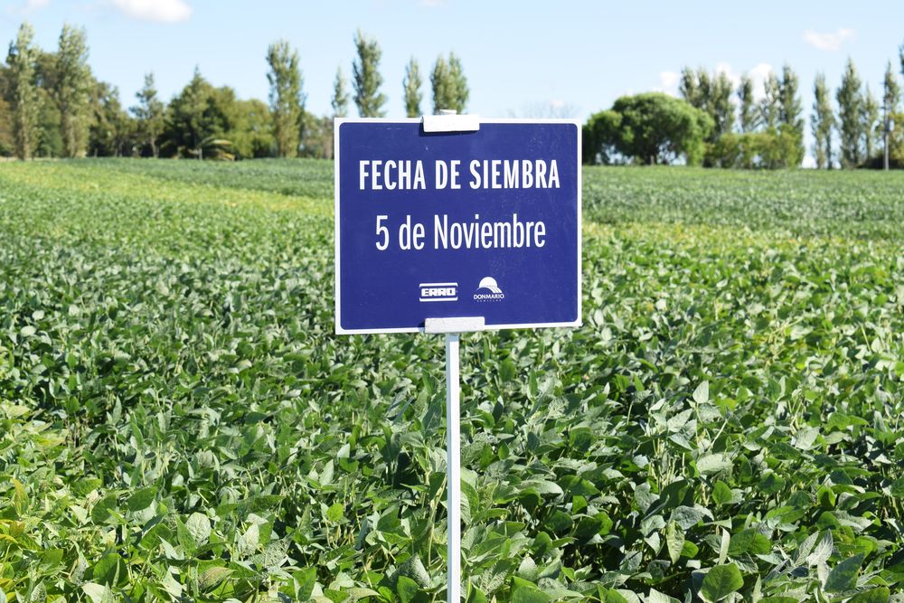 Campaña agrícola: en la última concluída en un área similar se produjo mucho más.