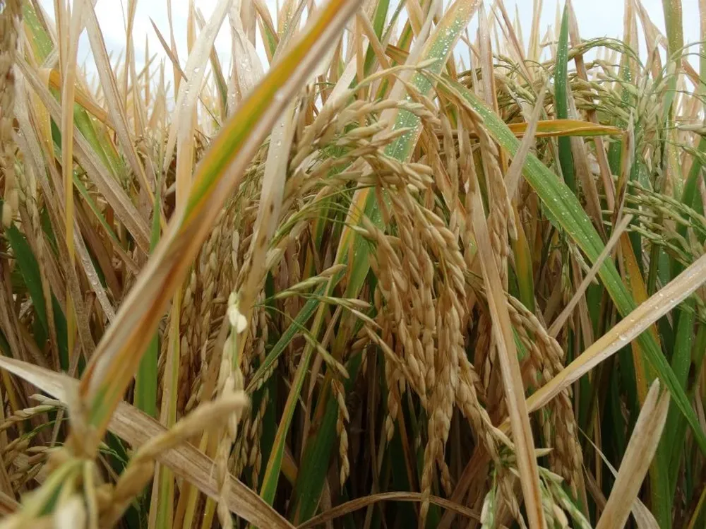 Los productores están molestos con la actitud de la industria.