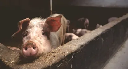 el consumo de carne en china no volvera a ser el mismo