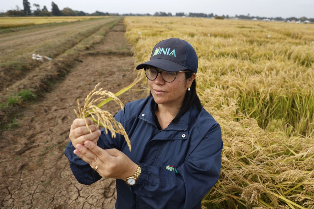 Arroz innovador: Karla Cordero, ingeniera agrónoma con maestría en ciencias de mejoramiento genético del programa de arroz del INIA chileno, visita cultivos en San Carlos, región de Ñuble.