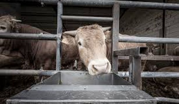 La enfermedad de la lengua azul afecta principalmente a los ovinos