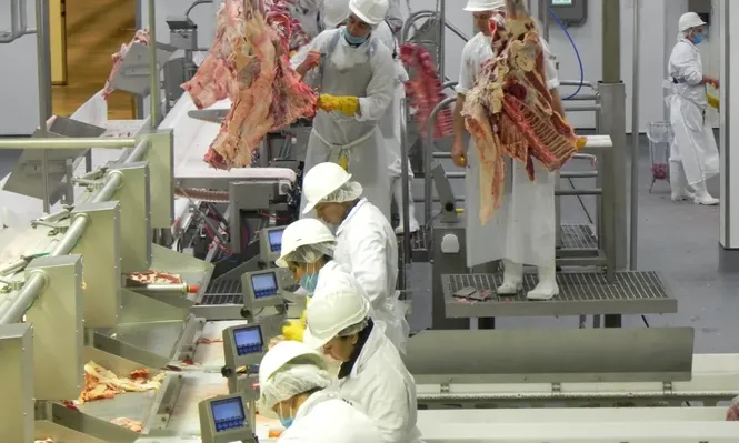 Se espera una caída del ritmo de faena