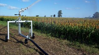 Riego en un campo con sorgo.