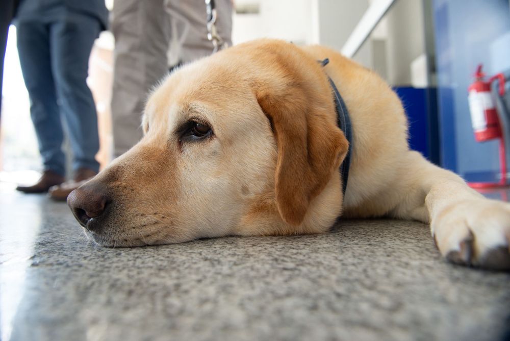 Yamandú Orsi recibió en Torre Ejecutiva a un perro de asistencia y a la fundación que los entrena