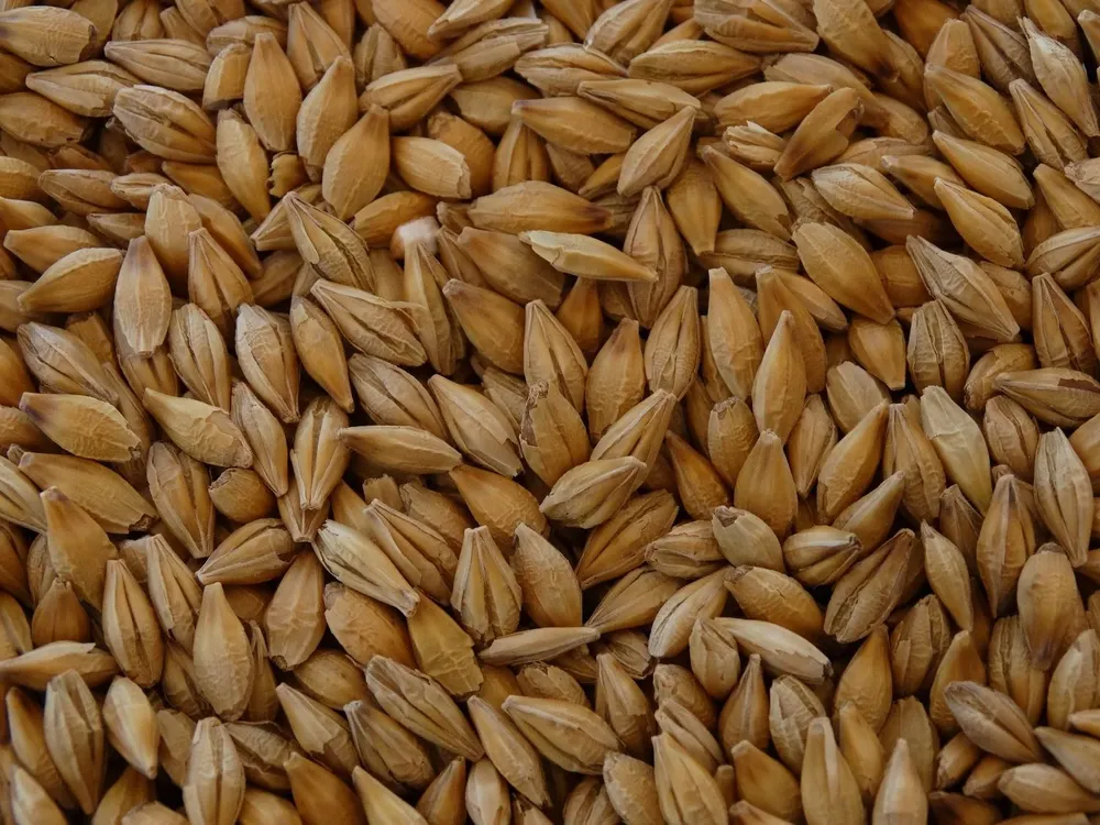 Granos de cebada.