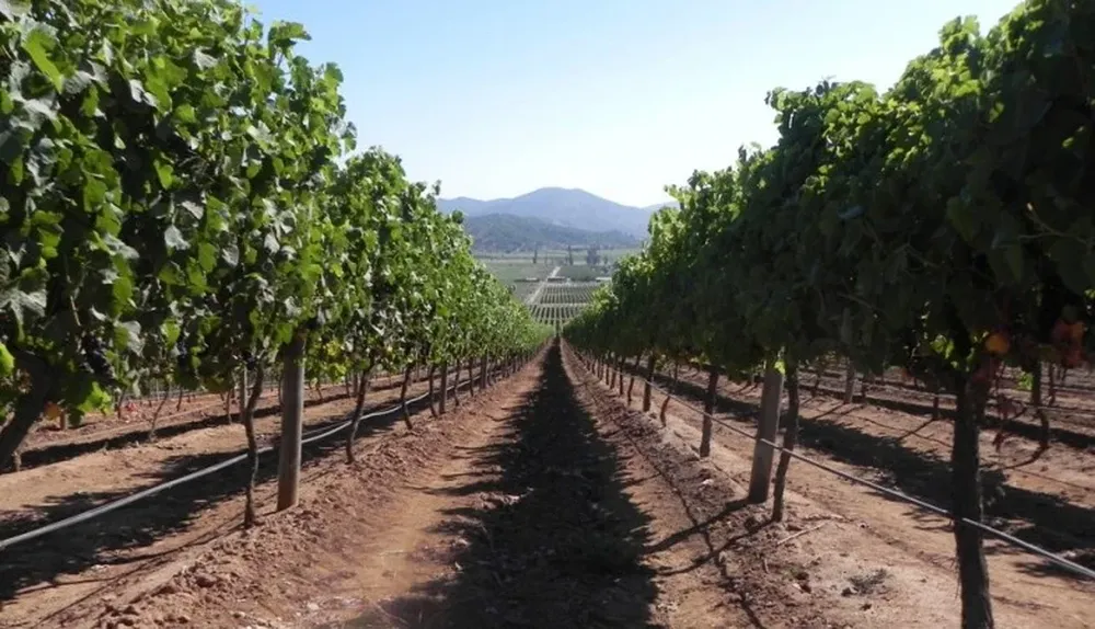 Las uvas chilenas con nuevas oportunidades comerciales