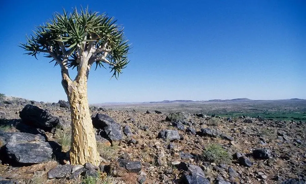 Hábitat natural de la especie en la Tierberg Nature Reserve, Sudáfrica