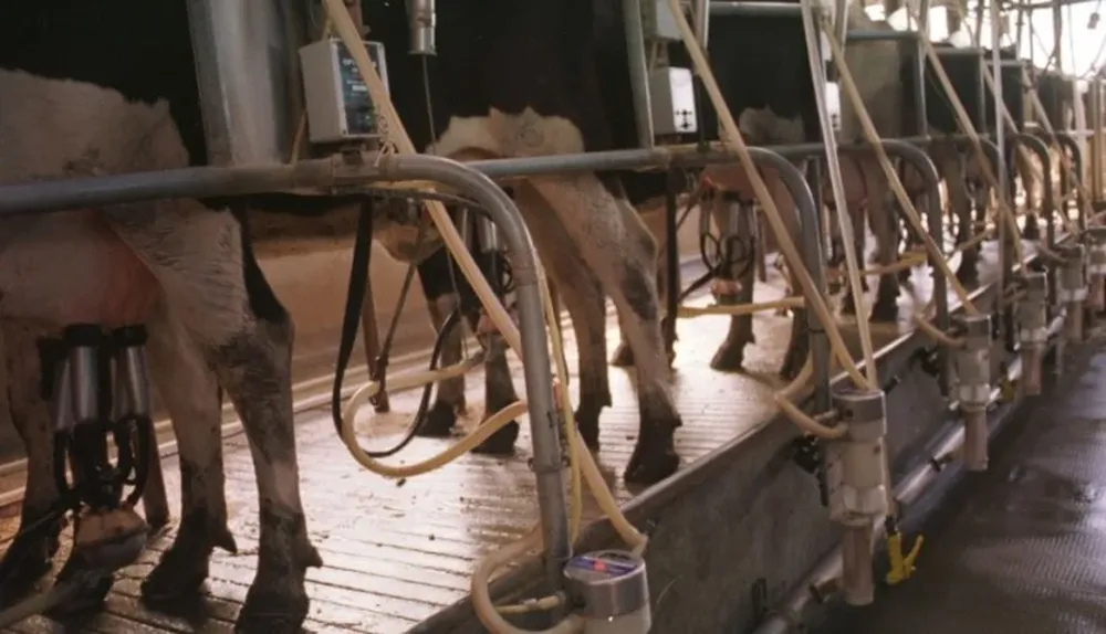 Ordeñe en tambo de Uruguay.