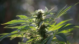 Próximo paso del cannabis medicinal: de la exportación de flores al aceite crudo y medicamentos