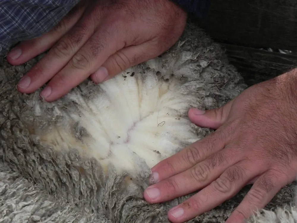 El precio de las lanas finas sigue con menos dificultades que las gruesas.