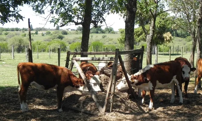 Terneros de la raza Hereford.
