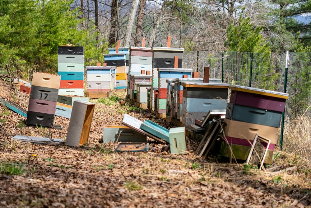 MGAP informó los pasos dados tras las recientes denuncias de casos de muerte de abejas.