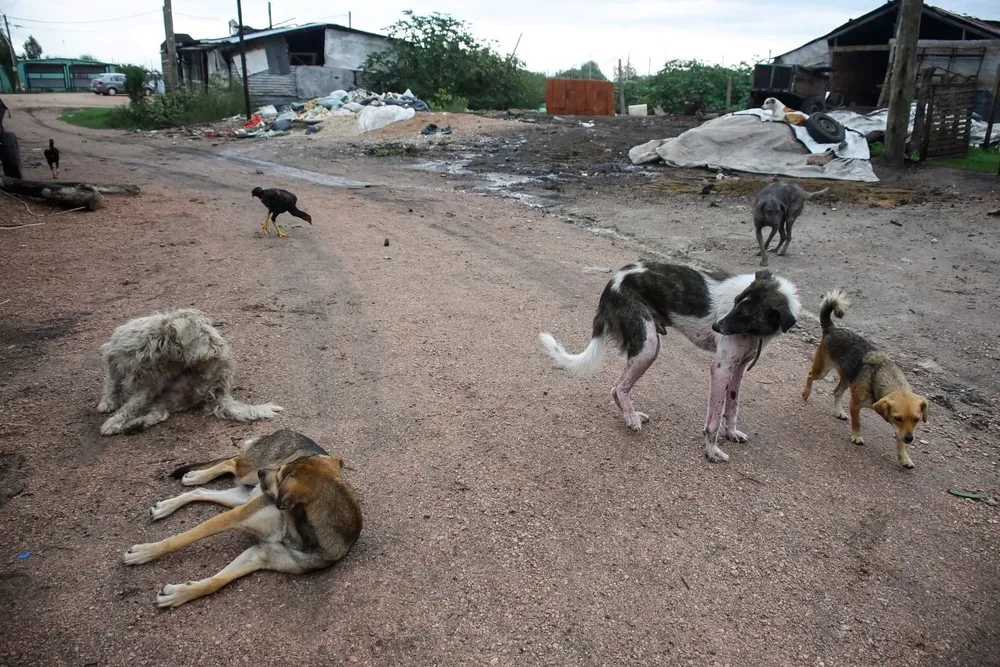 En las personas, la leishmaniasis visceral afecta al bazo, hígado, médula ósea y otros órganos