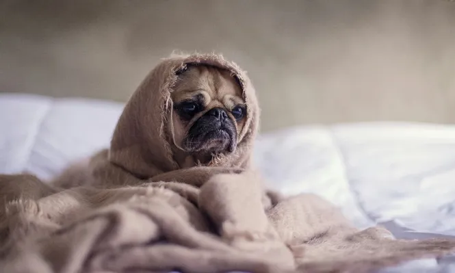 Los remedios caseros para la fiebre en perros no reemplazan el diagnóstico veterinario.