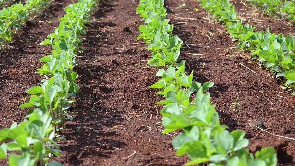 En Brasil ya se colocó más de la mitad de la producción esperada para la zafra 2020/2021.