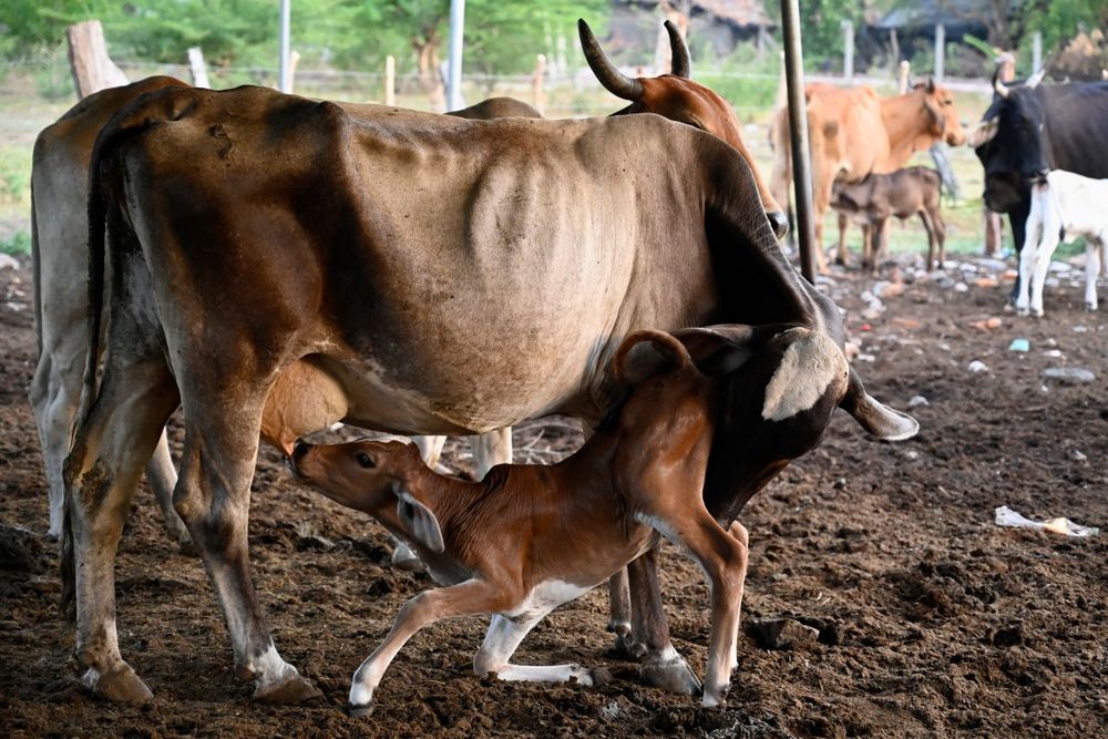 Un ternero mama de una vaca en la aldea de Los Piches, en San Lorenzo, departamento de Valle, Honduras.