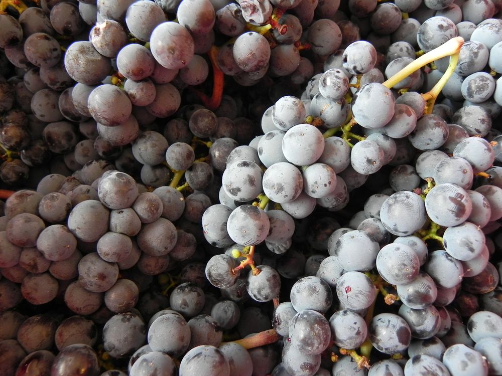 Uva, protagonista en febrero, con una nueva vendimia en desarrollo.