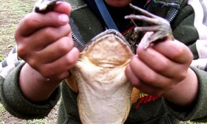 Al rescate de la rana gigante de Perú