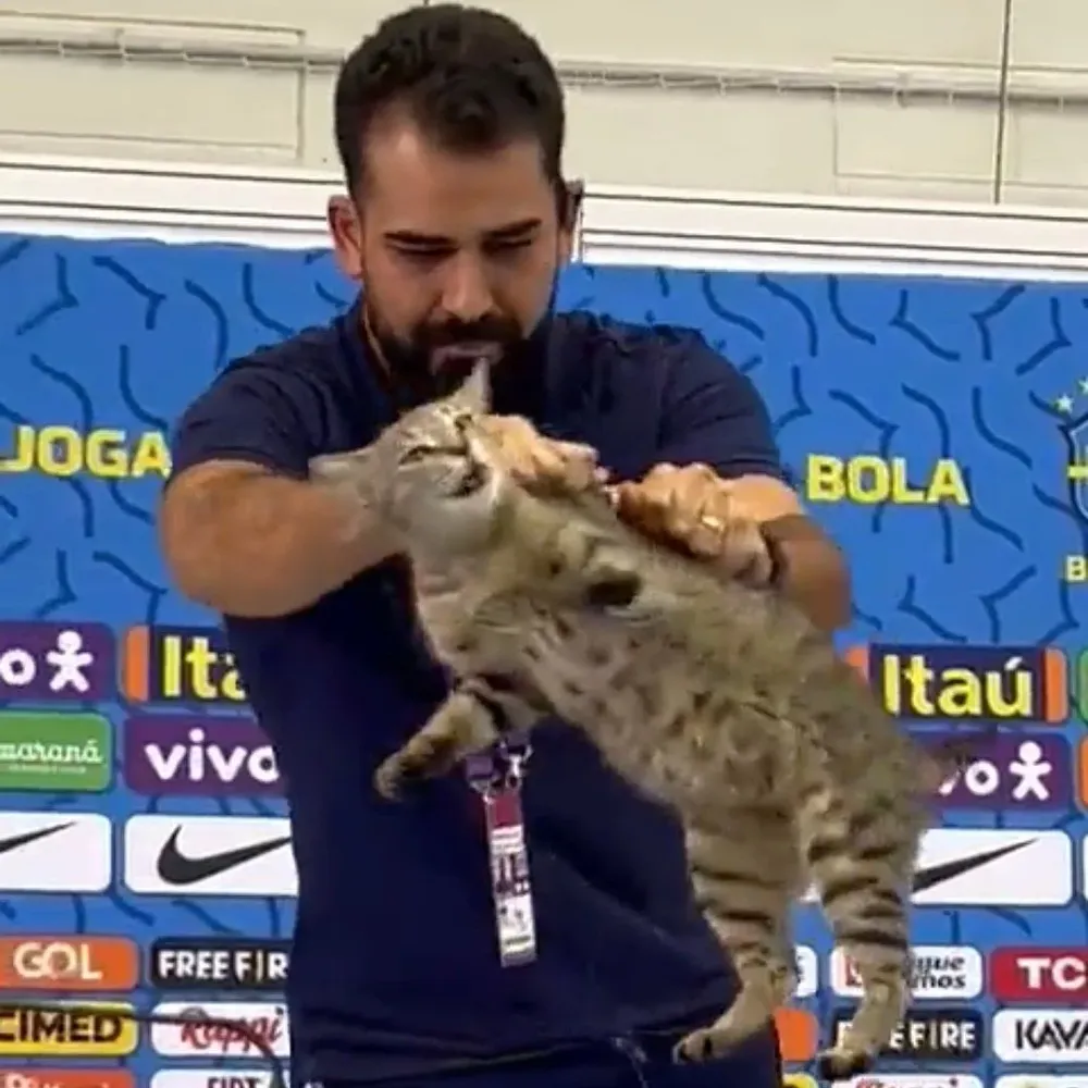 El gato al momento de la conferencia