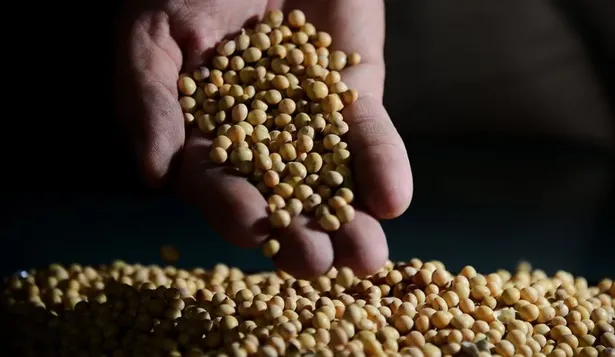 Producción de soja, principal rubro agrícola en Uruguay.