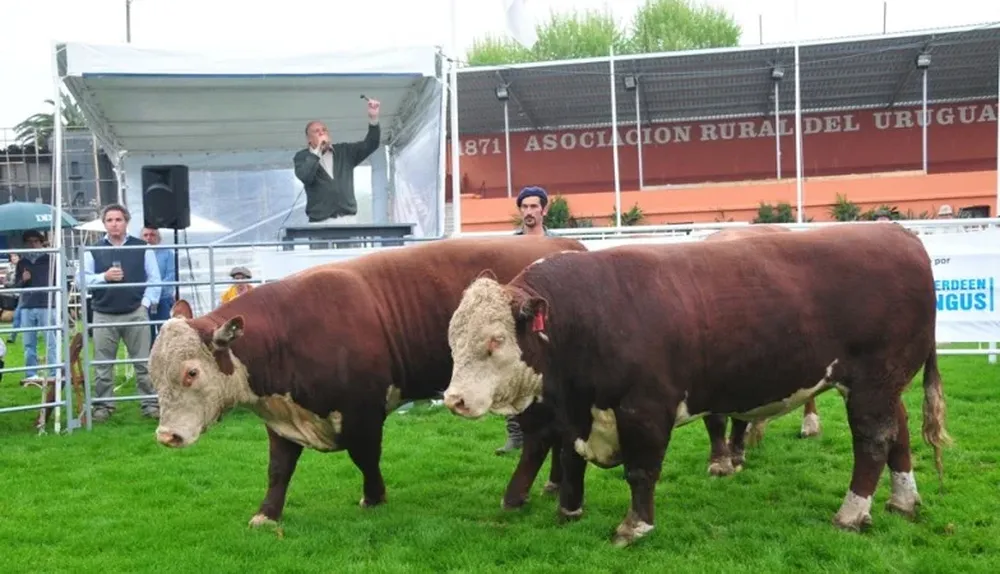 Buena colocación de toros este domingo en la Rural del Prado