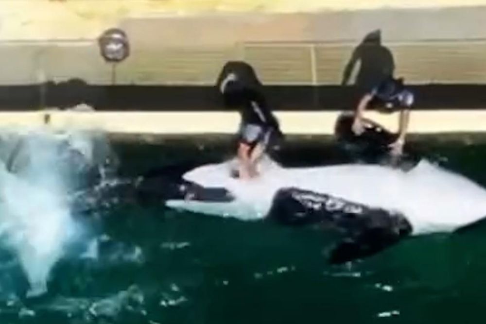 La orca Keijo &nbsp;siendo masturbado por un entrenador en el ya clausurado parque acuático Marineland. (TideBreakers.TIDEBREAKERS / INSTAGRAM (WEARETIDEBREAKERS)